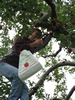 ApplePicking 010